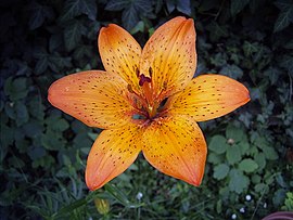 ყვავილი სახეობისა Lilium bulbiferum