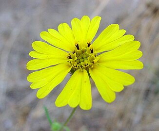 Flower head; Santa Monica Mountains, California