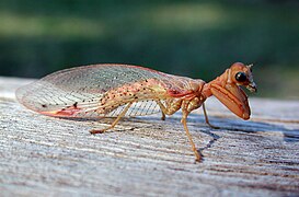 Mantispidae australiano