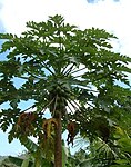 Papaya (Papaya, Papita in Hindi & pepe or pe(n)pe in Bengali, पपई in Marathi, Parangi in Kannada, Pappali in Tamil,Boppai in Telugu