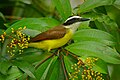 Pitangus sulphuratus guatimalensis, en la Estación Biológica La Selva, Costa Rica.