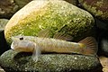 Rhinogobius flumineus