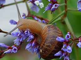 Равлик Helix aspersa на квітках кермеку