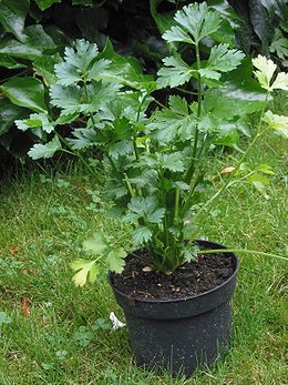 Valgomasis salieras (Apium graveolens)