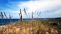 View of sea oats on the beach before an approaching storm