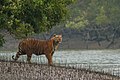 parko nasional de łe Sundarban[23]