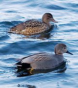 Couple de Canards chipeaux.