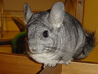 Un chinchilla domestique.