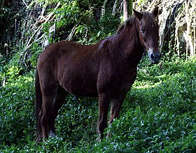 Cheval des Marquises à Hiva Oa.