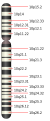 Chromosome 10