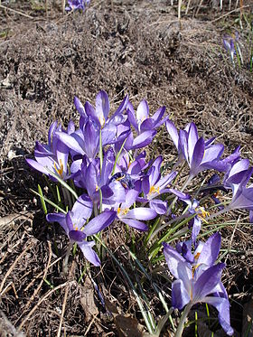 Snekrokus (Crocus tommasinianus) Foto: Ulf Eliasson