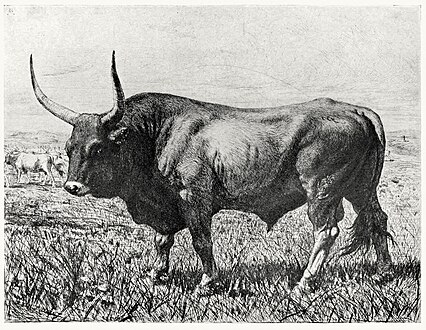 Bull of the Roman Campagna