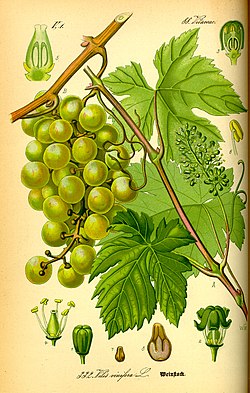 Illustration Vitis vinifera0.jpg