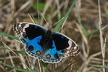 Junonia orithya-Thekkady-2016-12-03-001.jpg