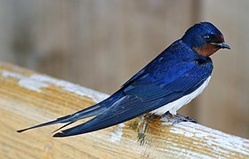 Hirundo rustica em Bygholm Vejle, na Região da Jutlândia do Norte, na Dinamarca