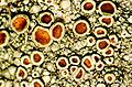 Apothecien von Lecanora pulicaris