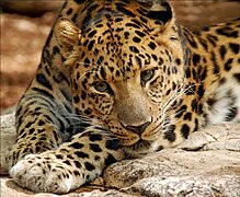 Amur leopard (Panthera pardus orientalis)