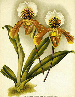 Paphiopedilum insigne f. insigne