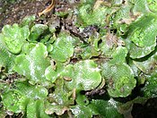 Losowen avi, Lunularia cruciata