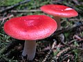 !!Russula emetica!!