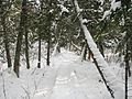 Ein Abschnitt im Brule River State Forest.