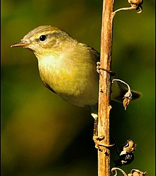 Oiseau s'accrochant à une branche verticale, vu de face.