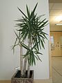 Yucca gigantea en plante d'intérieur