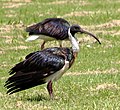 Ibis coll de palla