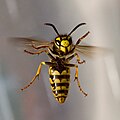 vosa útočná Vespula germanica