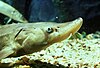 Shortnose sturgeon