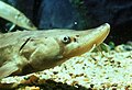 A young lake sturgeon (Acipenser fulvescens)