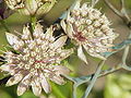 Astrantia major