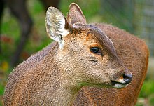 Bawean deer close.jpg