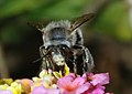 Bee collecting nectar