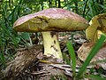 Boletus regius