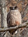 Blakiston's fish owl