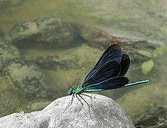 Calopteryx virgo