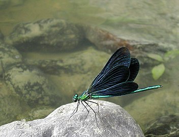 Bosbeekjuffer ♂ (Calopteryx virgo)