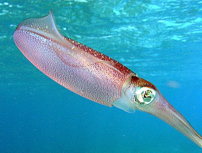 A Caribbean Reef Squid (Sepioteuthis sepioidea), part of the family Loliginidae.