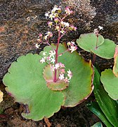 Crassula umbella ✓