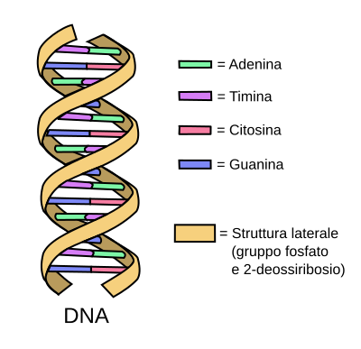 DNA simple2 (it)