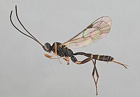 Diacritus aciculatus