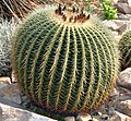 Echinocactus grusonii: fusto fotosintetizzante e foglie trasformate in spine