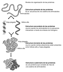 Estructura proteínas.png