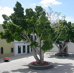 Ficus benjamina.