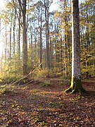 La forêt en automne.