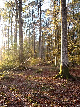 Image illustrative de l’article Forêt de Senonches