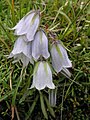 Campanula alpina