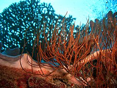 Une image sous-marine de gorgones en lumière mixte, Mayotte.