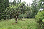 Idåsens naturreservat